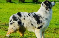 Santos Potter Australian Shepherd von der Hundeschule Luna